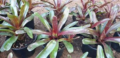 Bromeliad