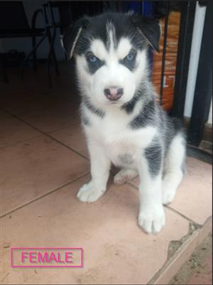 Siberian Husky Puppies for Sale  (Male & Female)