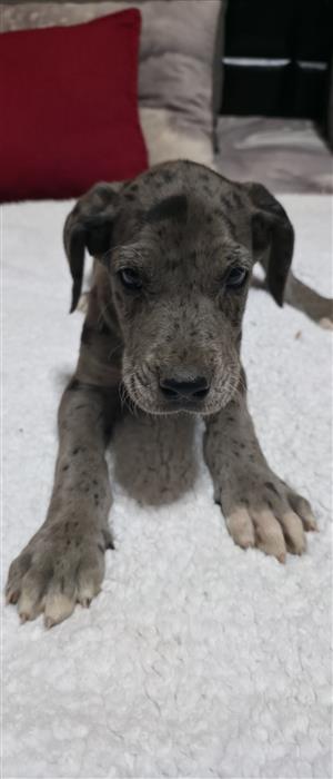 Great Dane puppies available 