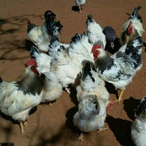 Chickens For Sale In South Africa Junk Mail