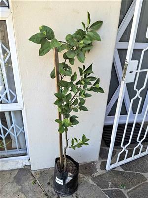 Fruit-bearing Grafted Lemonade (Sweet)Lemon Trees R380ea (6 available; 2 or more R350ea)