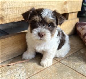 Biewer Yorkies 8 Weeks and ready for a loveable home. 