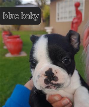 Registered Purebred Boston Terriees for sale Dewormed Vaccinated and Vet Checked