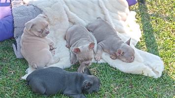 Gorgeous Exotic French bulldog puppies available