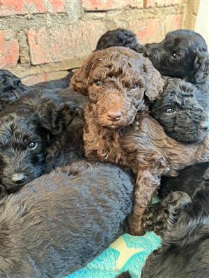 Doodles - Giant Schnoodles (Schnauzerdoodles)