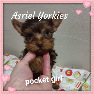 Yorkie very small pocket girl
