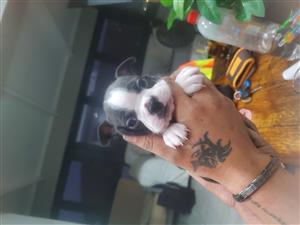 Boston terrier puppies for sale 