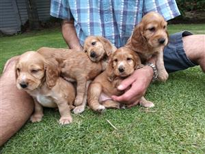 Cocker Spaniel puppies for sale 