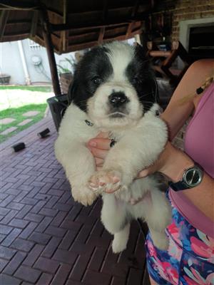 Saint Bernard puppies