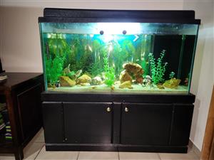 Tropical fish tank