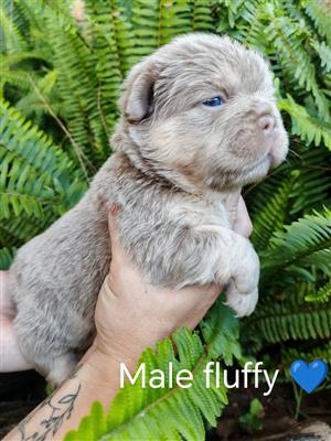 Gorgeous Exotic French bulldog puppies available