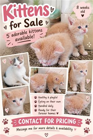 8 week old kittens for sale 