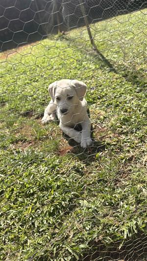 GSP x Border Collie Puppies