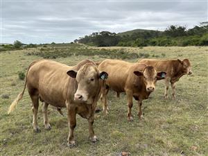 Farm For Sale in Mossel Bay Rural