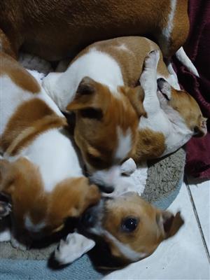 Jack Russell Puppies