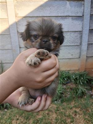 Pekingese puppies
