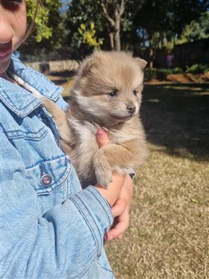 Pomeranian puppies