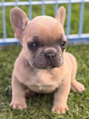 Gorgeous Exotic French bulldog puppies available