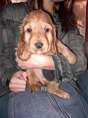 Purebred English Cocker Spaniel Puppy for sale