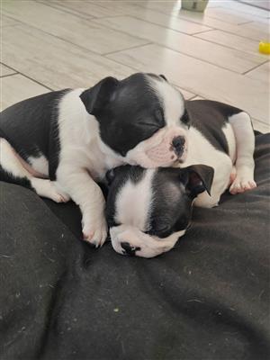 Beautiful Boston Terrier Puppies for sale. 2 Females. 