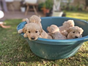 Beautiful Golden Retriever puppies available