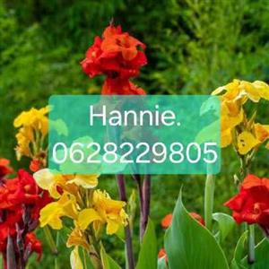 Variety of lilies available