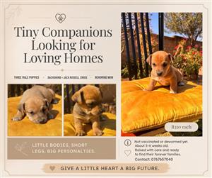Dachshund x Jack Russell Puppies