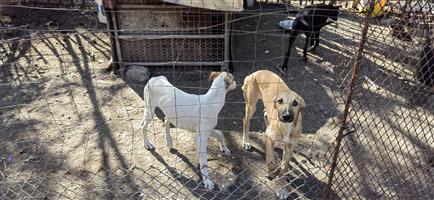 Greyhound puppies for sale 4 months old going for 5 months 1 male 2 females