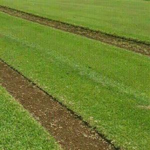 Fresh green instant lawn/grass