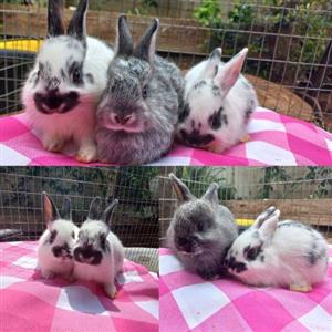 Baby Dwarf Angora mix Netherland rabbits for sale