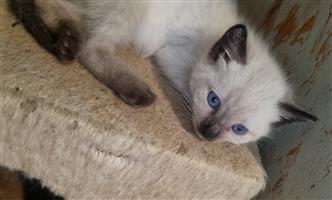 Ragdoll Siamese Kittens 