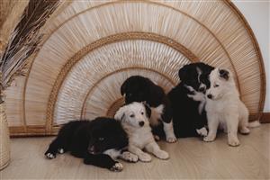 Border Collie Puppies R2000