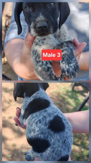 German Shorthaired Pointer Puppies for Sale!