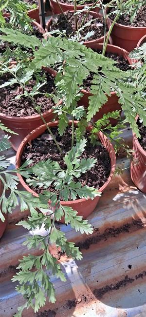 Ferns for sale