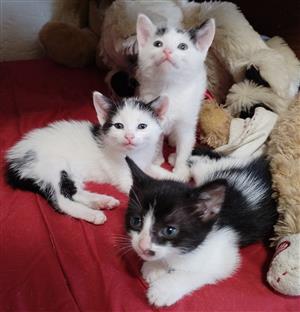 Kittens