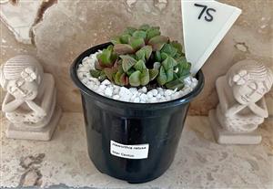 Star Cactus- Haworthia retusa