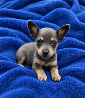 Chiweenie puppies 