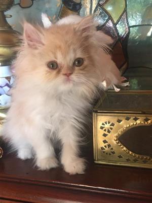 Gorgeous persian male kitten available 