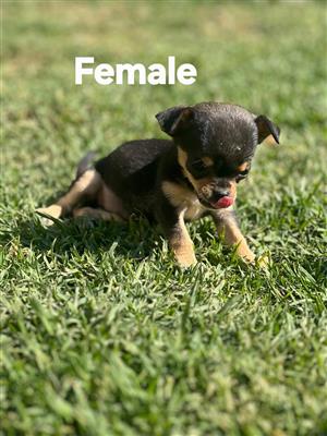 Chihuahua puppies