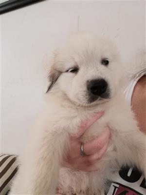 Great Pyrenees mountain puppy 