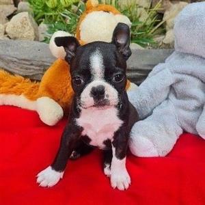 Boston Terriers puppies available 