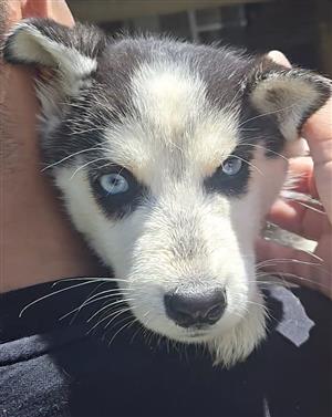Husky Puppies - Vacinated