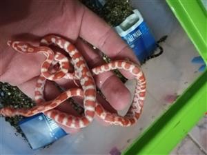 New Born Corn Snakes