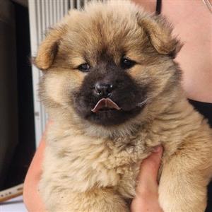 chow chow puppies 