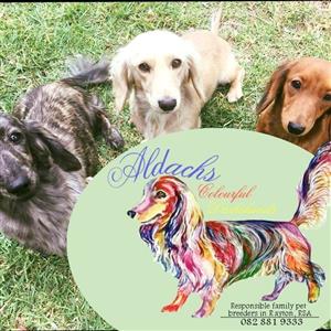 Colorful Miniature Longhair Dachshund Puppies Junk Mail