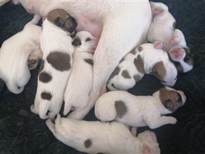 Thoroughbred Jackrussel puppies for sale