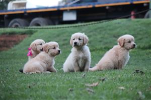 Stunning Golden retriever puppies available