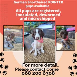 GERMAN SHORTHAIRED POINTER PUPPIES FOR SALE