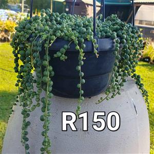 String Of Pearl's (Rosary Beads ) R150 GARDEN MARKET PLACE  NO 1 Gardens Road. HILLCREST