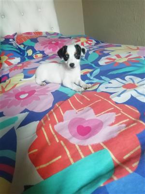 Jack Russell Puppies 